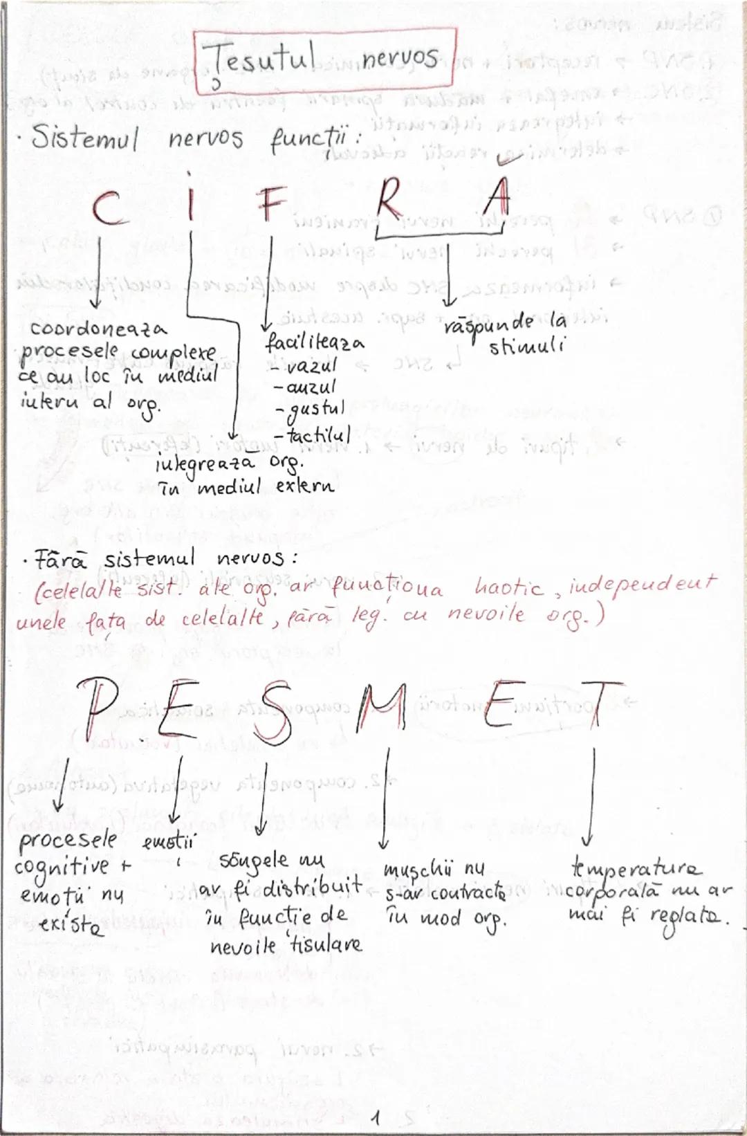 # Tesutul nervos
• Sistemul nervos functii:
```
C
I
F
R
A
```
```
coordoneaza
procesele complexe
ce au loc în mediul
interior al org.
```