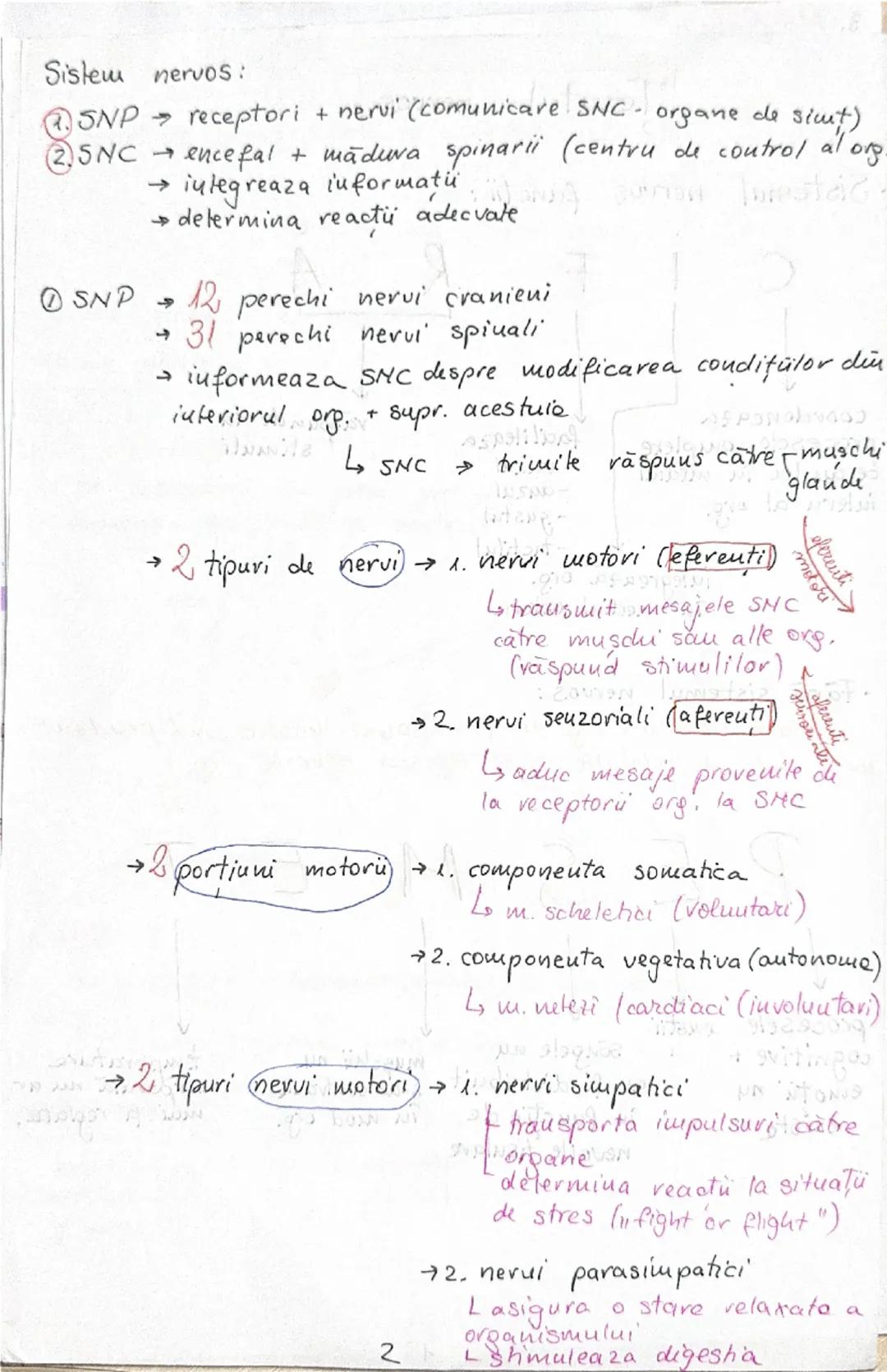 # Tesutul nervos
• Sistemul nervos functii:
```
C
I
F
R
A
```
```
coordoneaza
procesele complexe
ce au loc în mediul
interior al org.
```