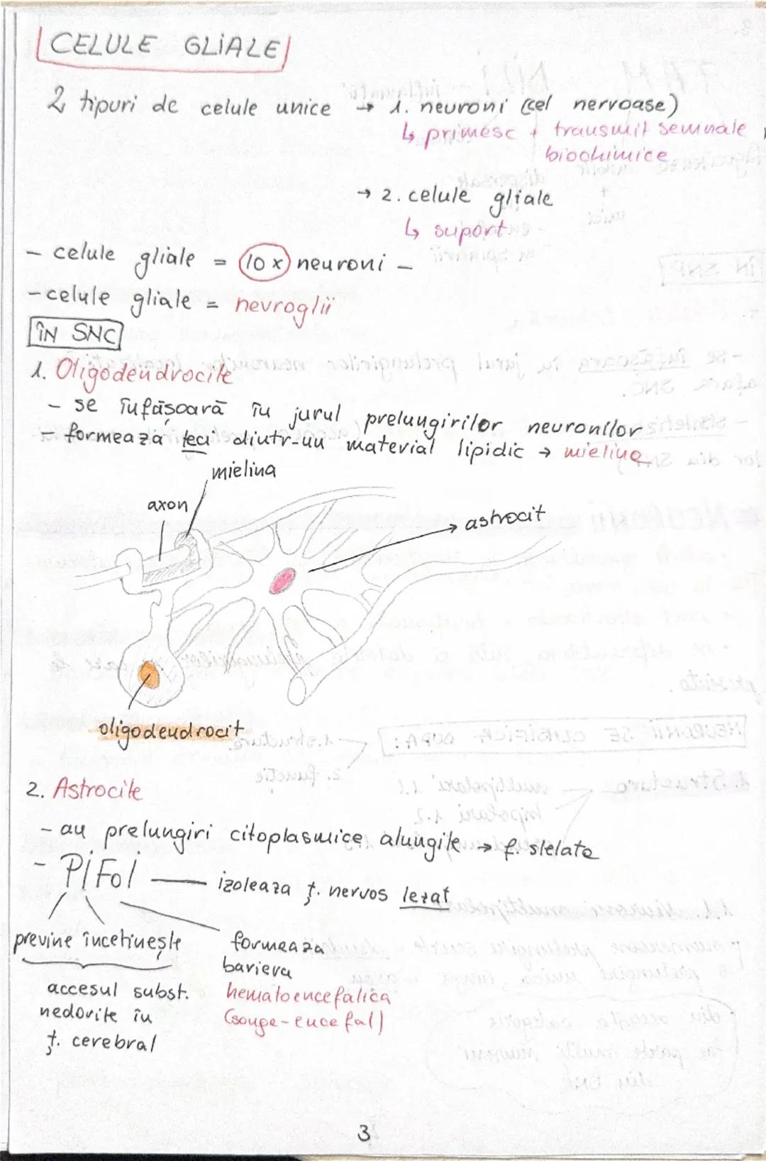 # Tesutul nervos
• Sistemul nervos functii:
```
C
I
F
R
A
```
```
coordoneaza
procesele complexe
ce au loc în mediul
interior al org.
```