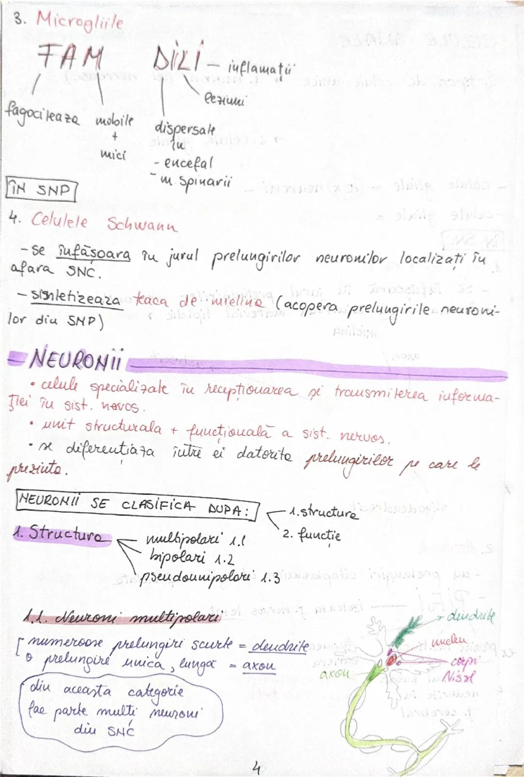 # Tesutul nervos
• Sistemul nervos functii:
```
C
I
F
R
A
```
```
coordoneaza
procesele complexe
ce au loc în mediul
interior al org.
```