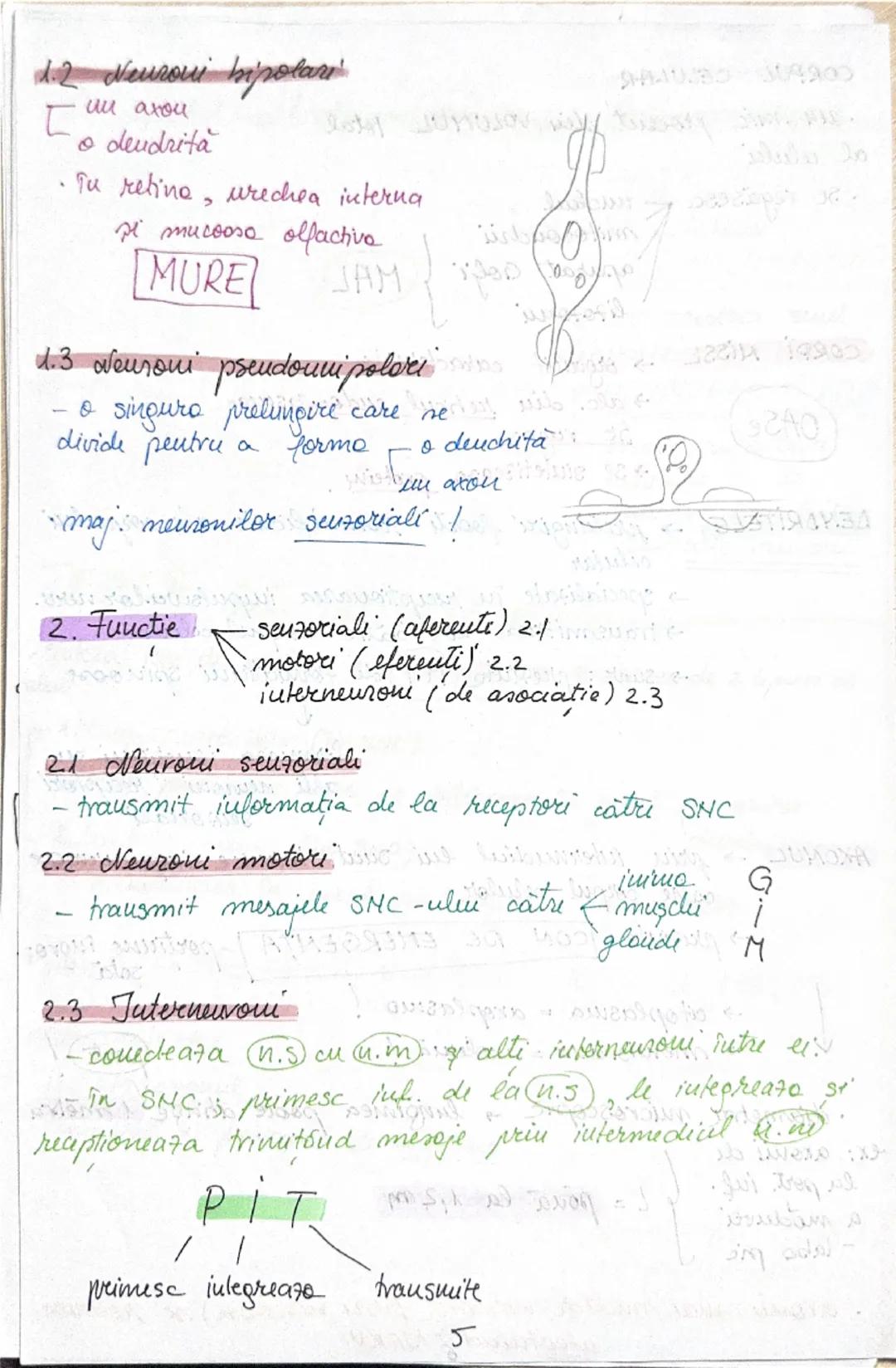 # Tesutul nervos
• Sistemul nervos functii:
```
C
I
F
R
A
```
```
coordoneaza
procesele complexe
ce au loc în mediul
interior al org.
```