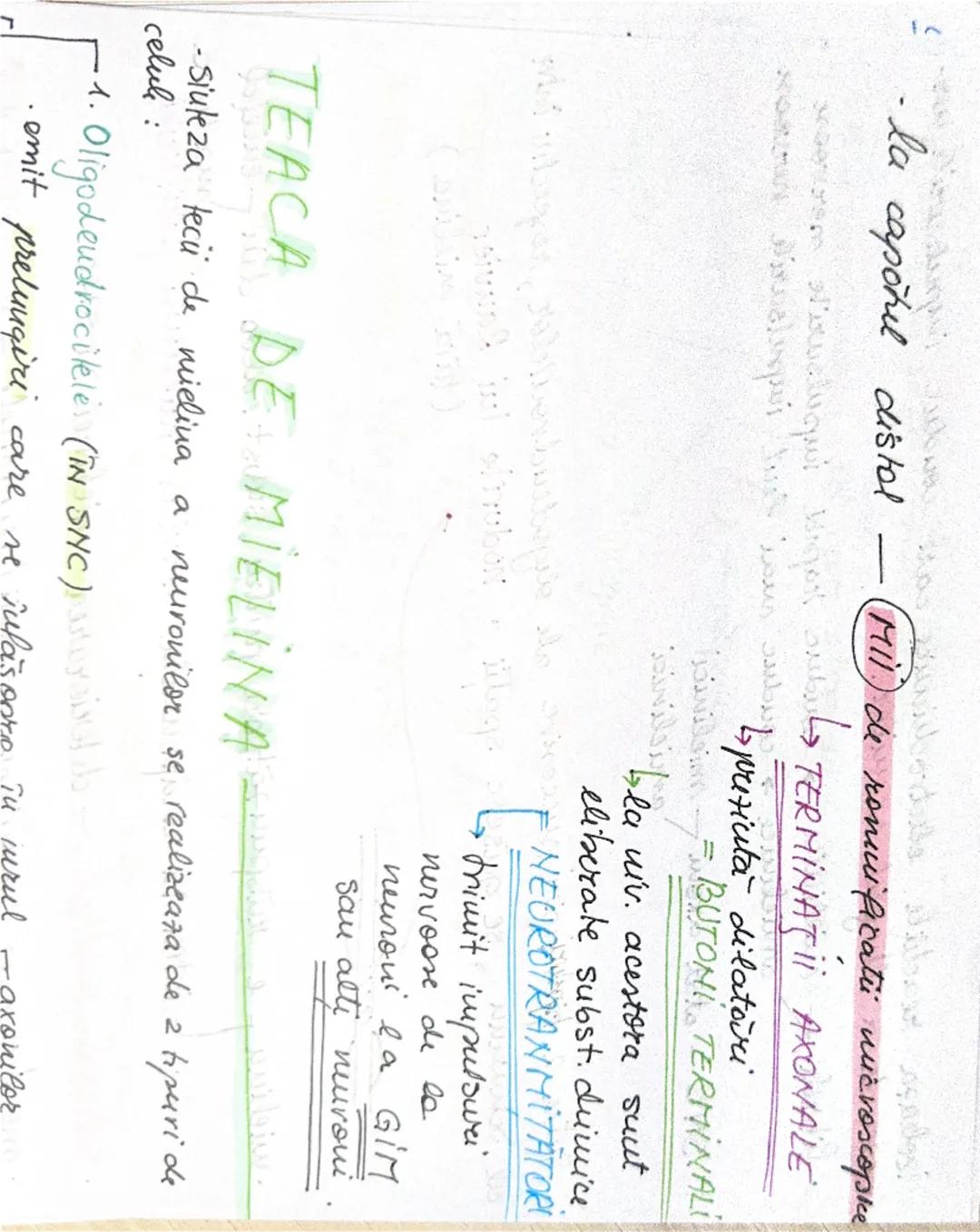 # Tesutul nervos
• Sistemul nervos functii:
```
C
I
F
R
A
```
```
coordoneaza
procesele complexe
ce au loc în mediul
interior al org.
```
