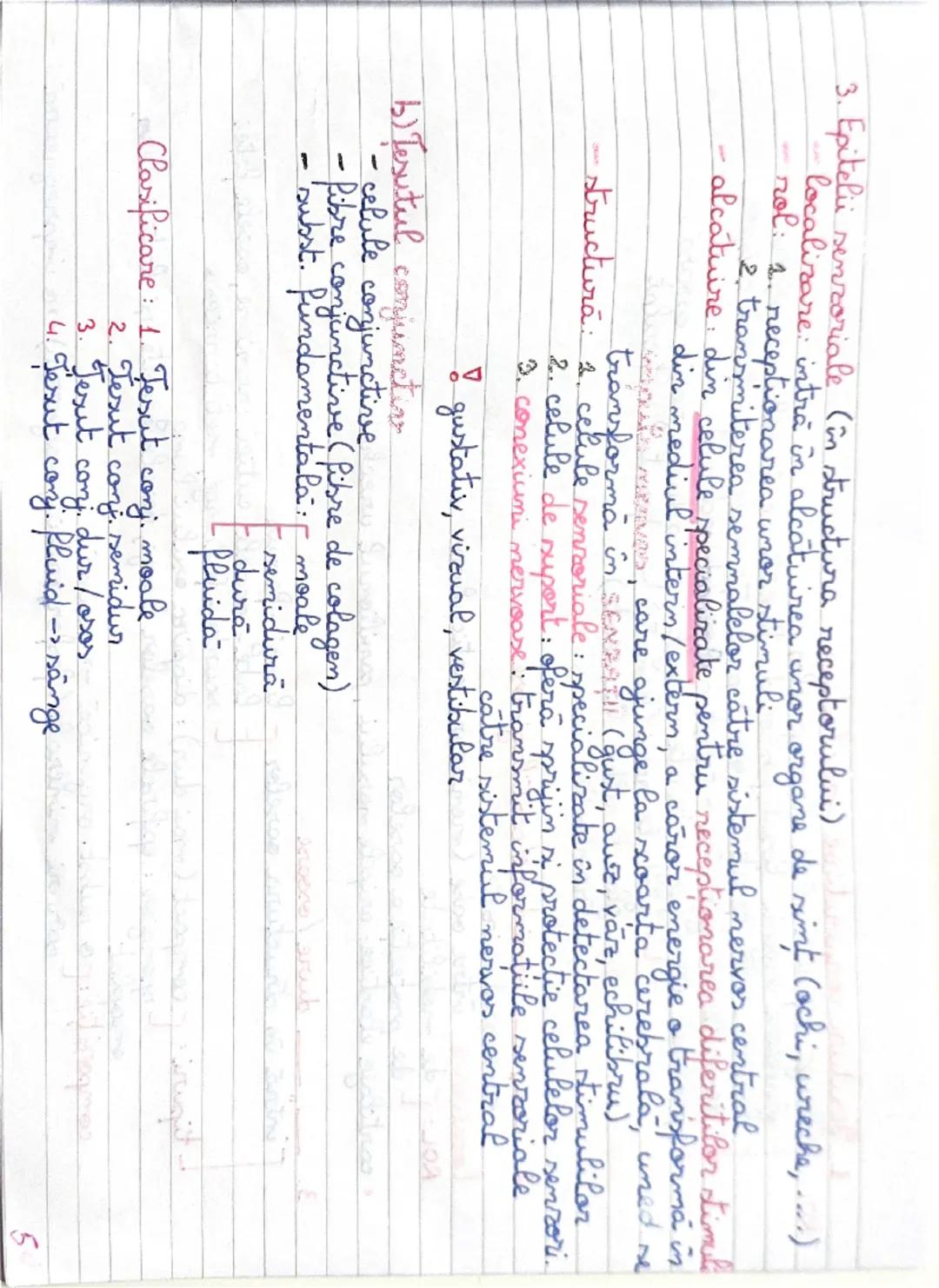 6
1. Ţesuturi conjunctive moi/adipos
leagă diferite parti ale organelor
invelesx organe - tesut fibros
organe - tesut fibros din porciile c