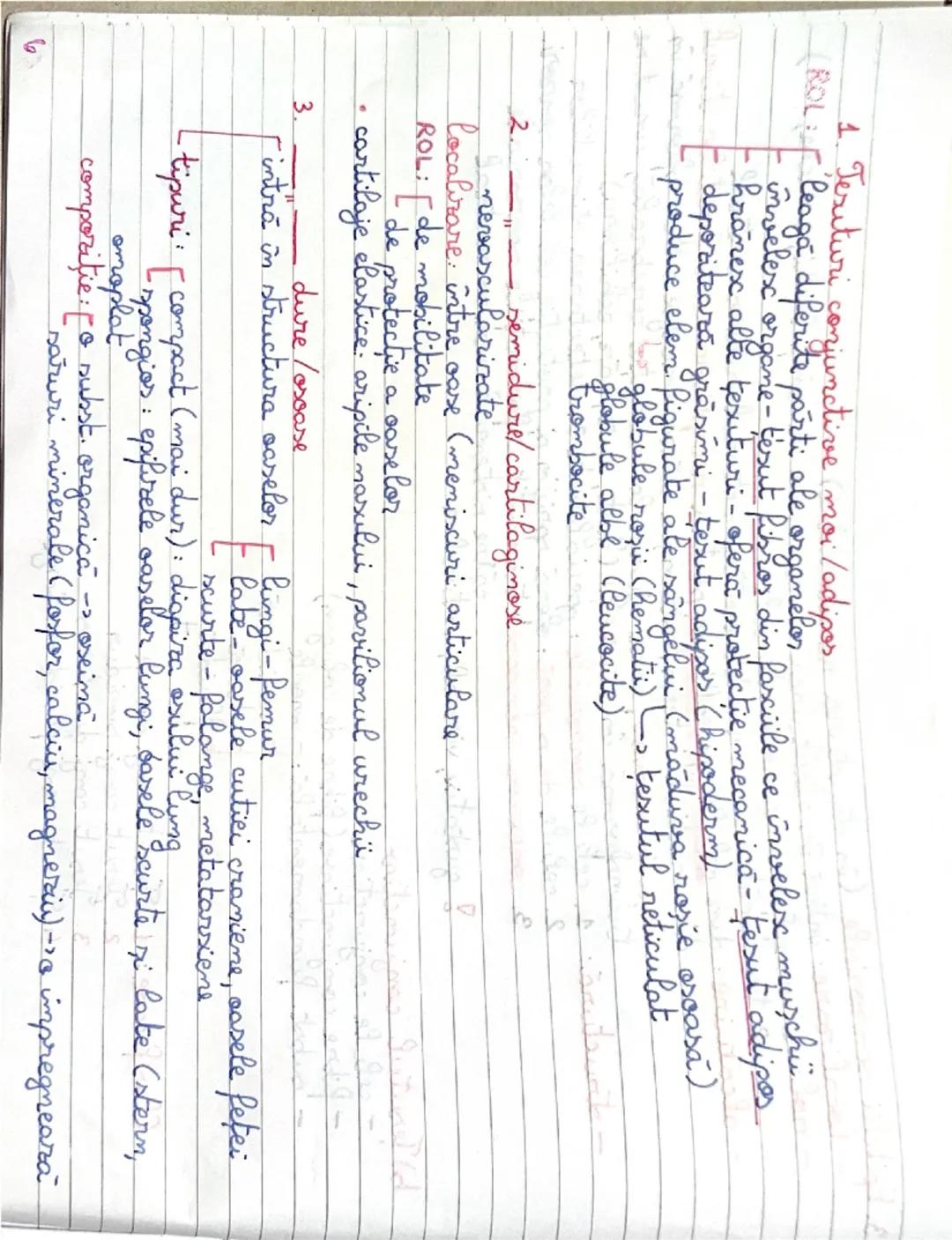 6
1. Ţesuturi conjunctive moi/adipos
leagă diferite parti ale organelor
invelesx organe - tesut fibros
organe - tesut fibros din porciile c