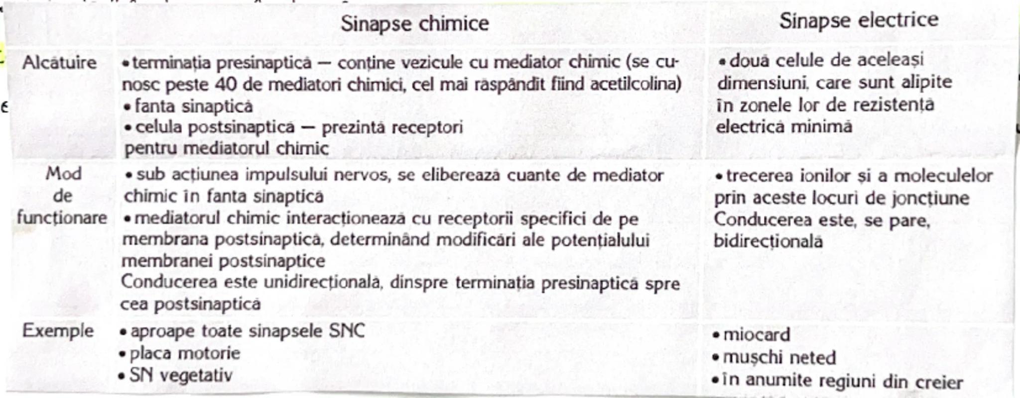 # Sinapsa
= este conexiunea funcțională între un neuron și o altă celulă
* În SNC a doua celulă este tot un neuron
* În SNP ea poate fi o ce