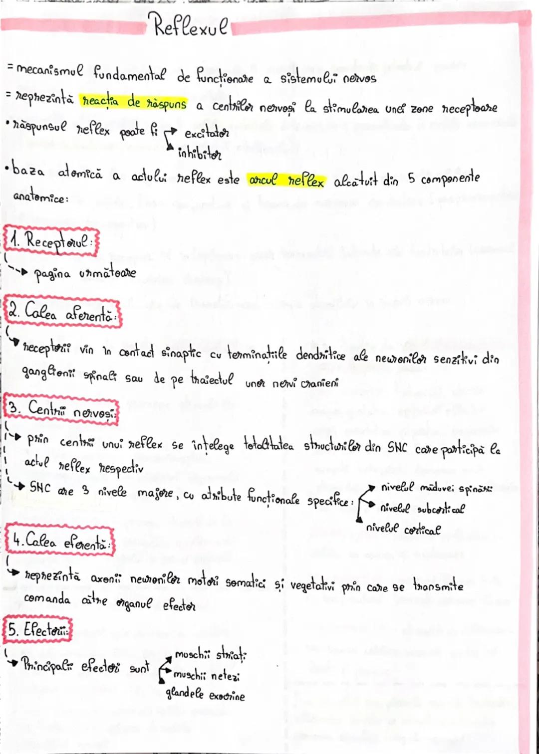# Sinapsa
= este conexiunea funcțională între un neuron și o altă celulă
* În SNC a doua celulă este tot un neuron
* În SNP ea poate fi o ce