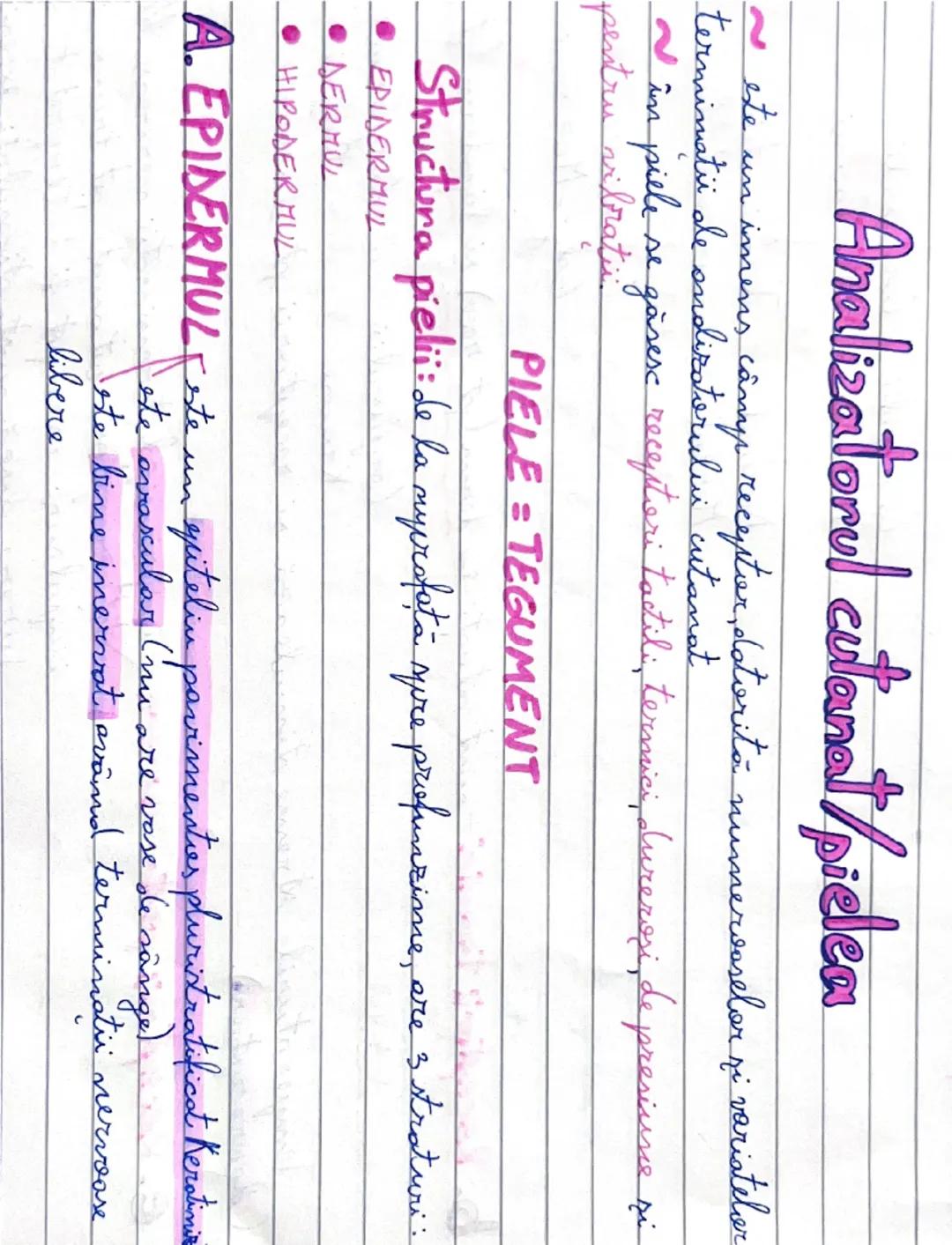 --- OCR Start ---
Analizatorul cutanat/pielea
este un inmens covor receptor,
datorită numeroaselor şi variatelor
terminaţii de analizatorulu