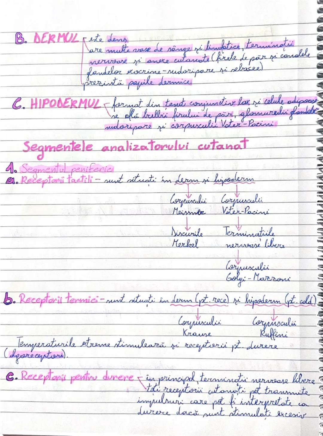 --- OCR Start ---
Analizatorul cutanat/pielea
este un inmens covor receptor,
datorită numeroaselor şi variatelor
terminaţii de analizatorulu