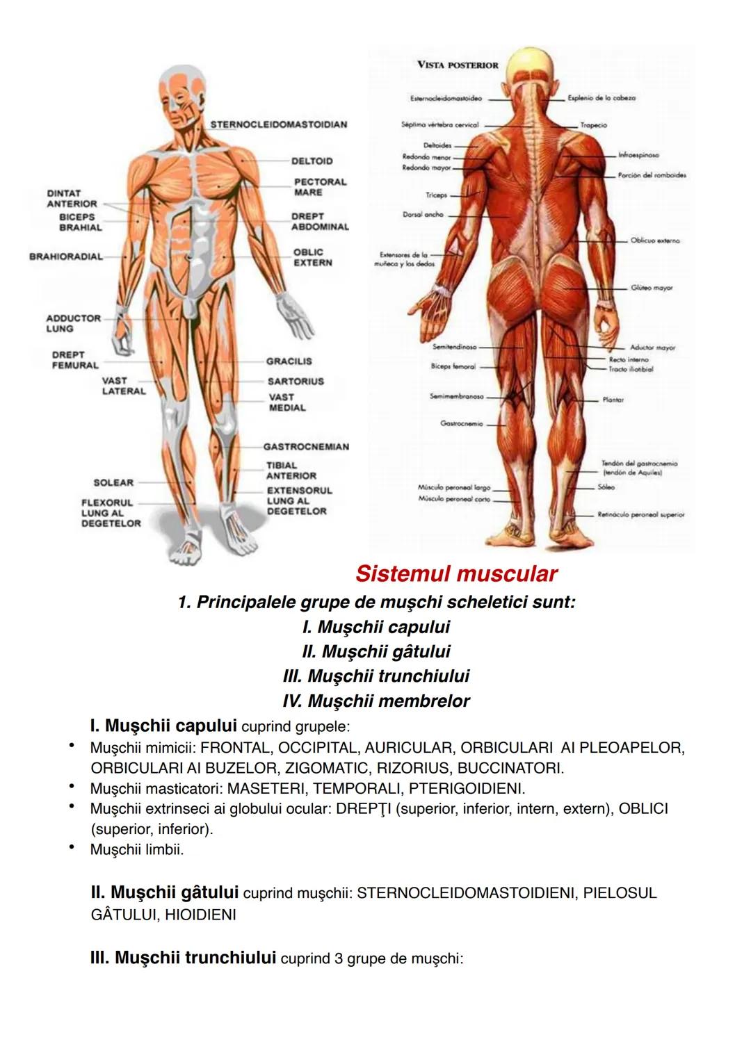 --- OCR Start ---
STERNOCLEIDOMASTOIDIAN
DINTAT
ANTERIOR
BICEPS
BRAHIAL
BRAHIORADIAL
DELTOID
PECTORAL
MARE
DREPT
ABDOMINAL
VISTA POSTERIOR
E