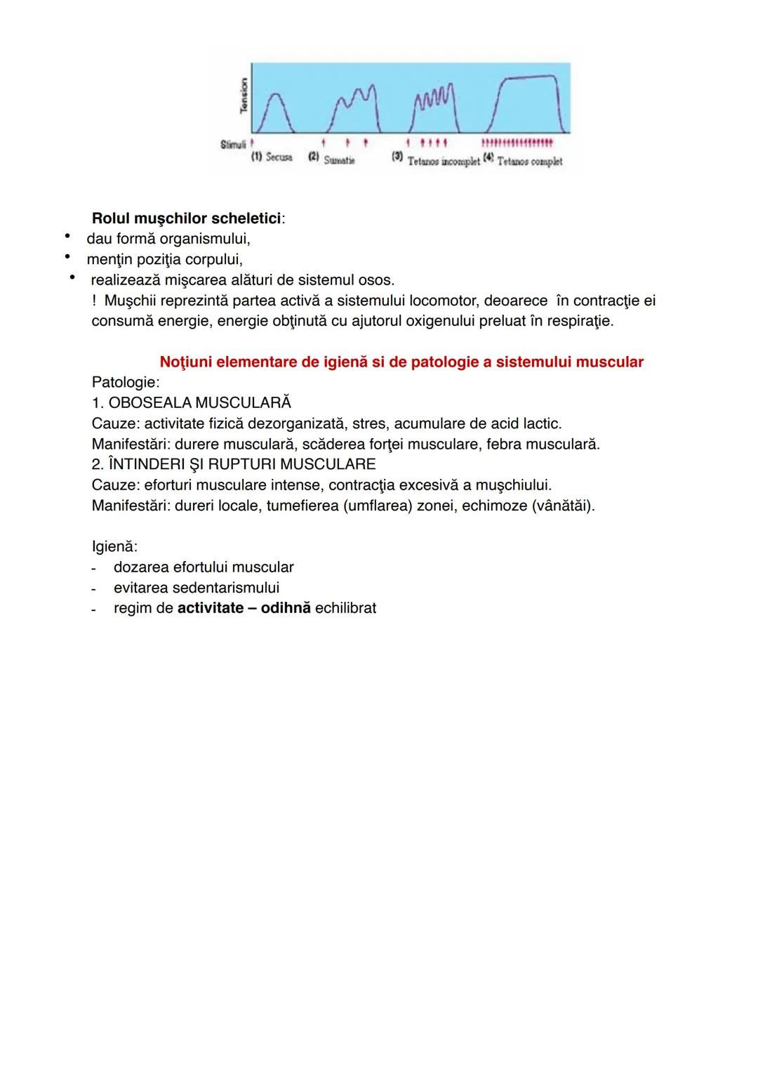 --- OCR Start ---
STERNOCLEIDOMASTOIDIAN
DINTAT
ANTERIOR
BICEPS
BRAHIAL
BRAHIORADIAL
DELTOID
PECTORAL
MARE
DREPT
ABDOMINAL
VISTA POSTERIOR
E