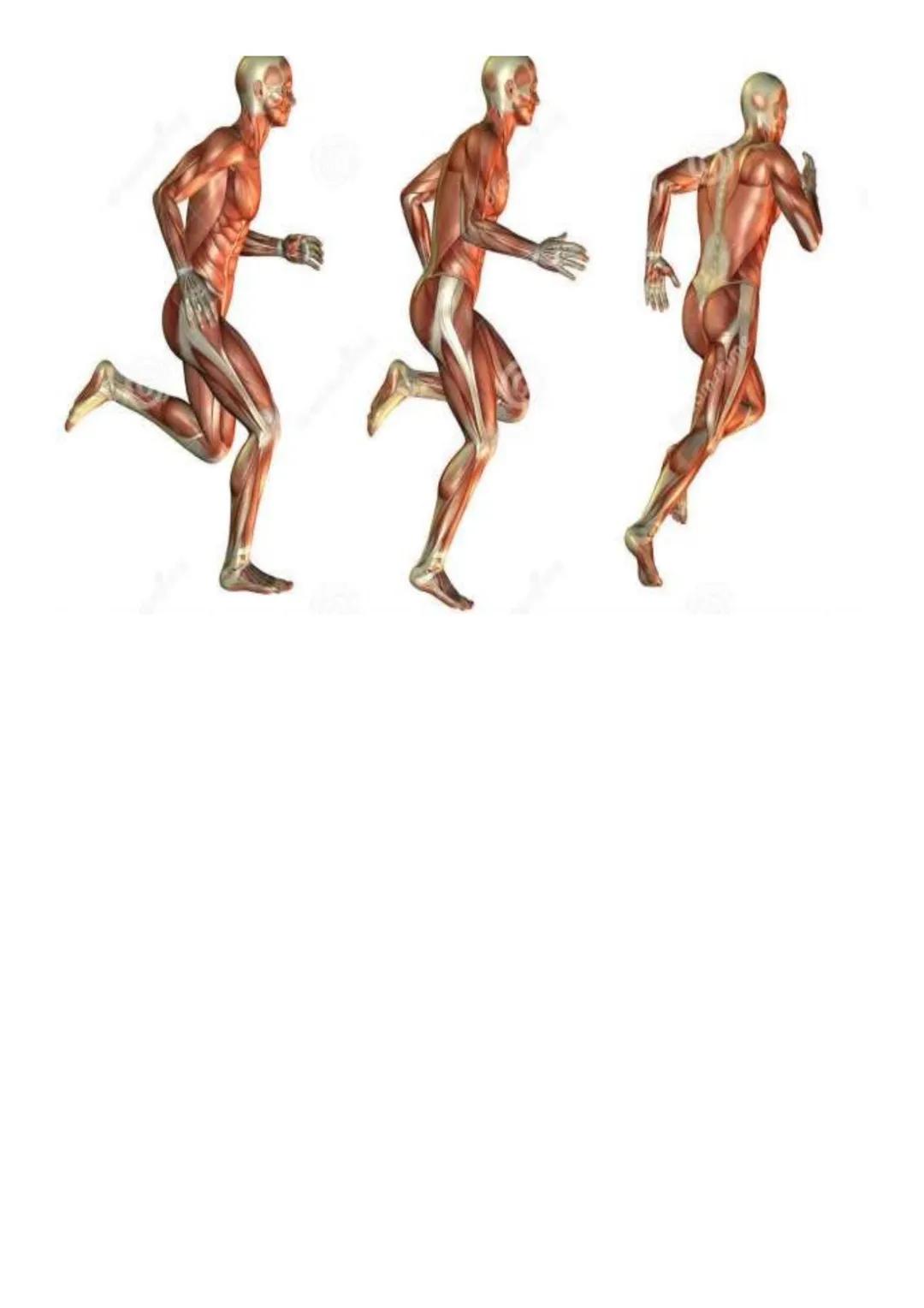 --- OCR Start ---
STERNOCLEIDOMASTOIDIAN
DINTAT
ANTERIOR
BICEPS
BRAHIAL
BRAHIORADIAL
DELTOID
PECTORAL
MARE
DREPT
ABDOMINAL
VISTA POSTERIOR
E