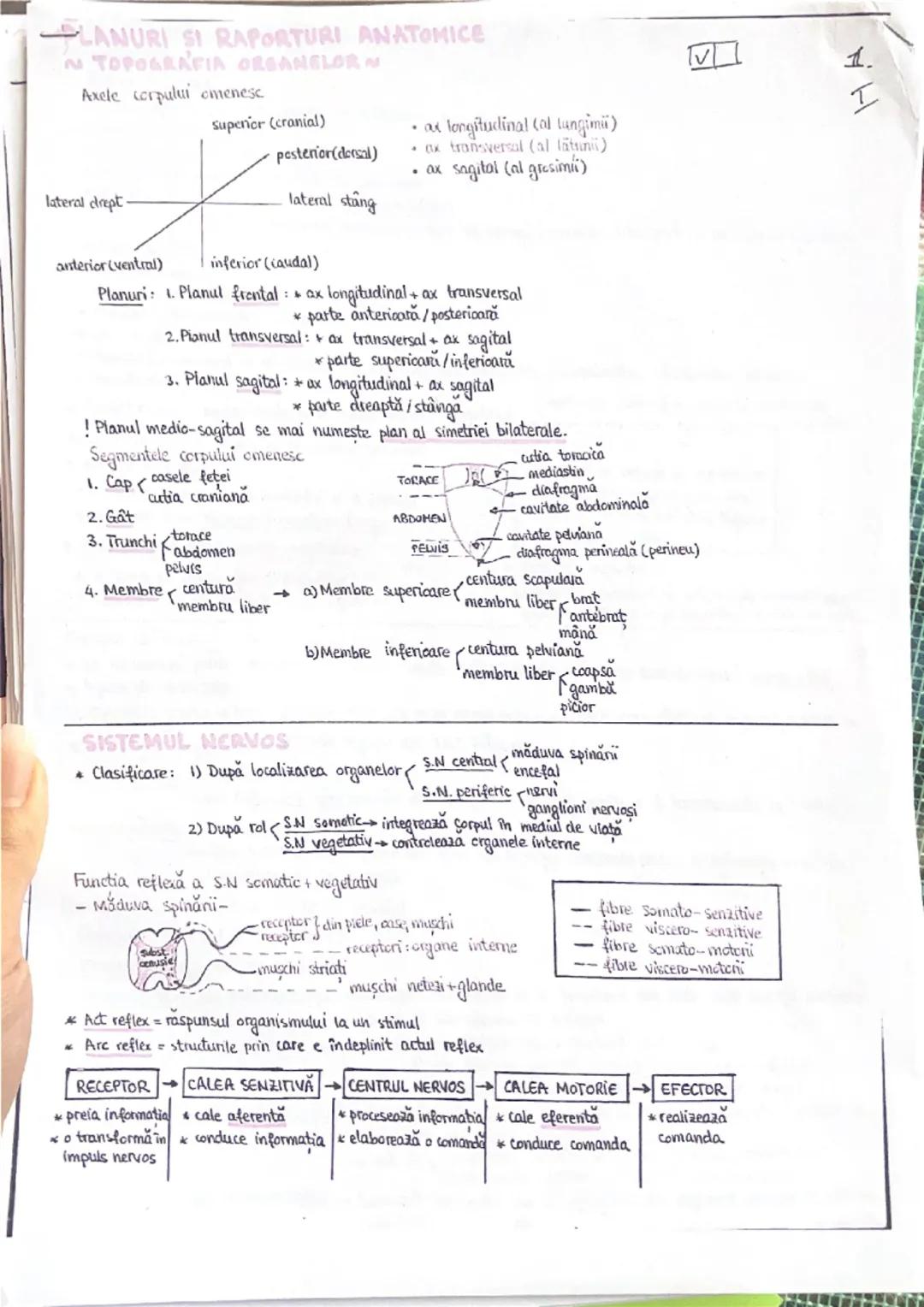 --- OCR Start ---
PLANURI SI RAPORTURI ANATOMICE
NTOPOGRAFIA ORGANELOR M
Axele corpului omenesc
superior (cranial)
posterior(dorsal)
ax long