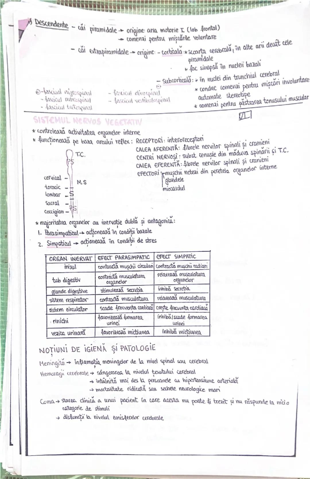 --- OCR Start ---
PLANURI SI RAPORTURI ANATOMICE
NTOPOGRAFIA ORGANELOR M
Axele corpului omenesc
superior (cranial)
posterior(dorsal)
ax long