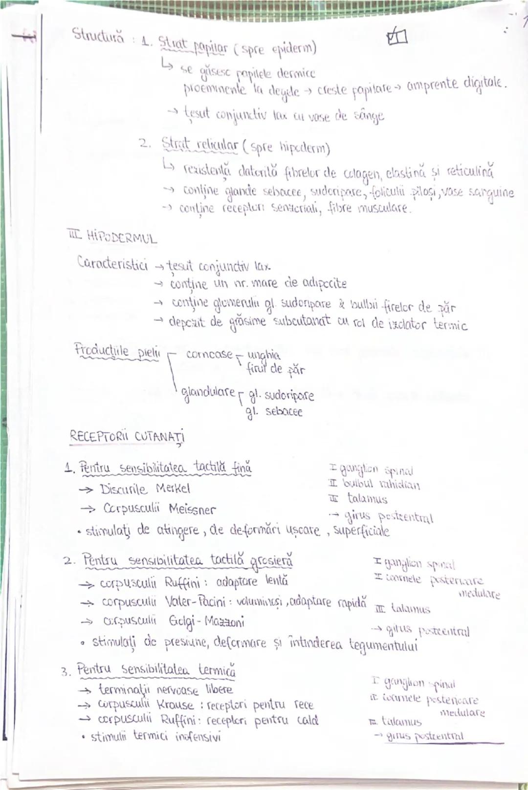 --- OCR Start ---
PLANURI SI RAPORTURI ANATOMICE
NTOPOGRAFIA ORGANELOR M
Axele corpului omenesc
superior (cranial)
posterior(dorsal)
ax long