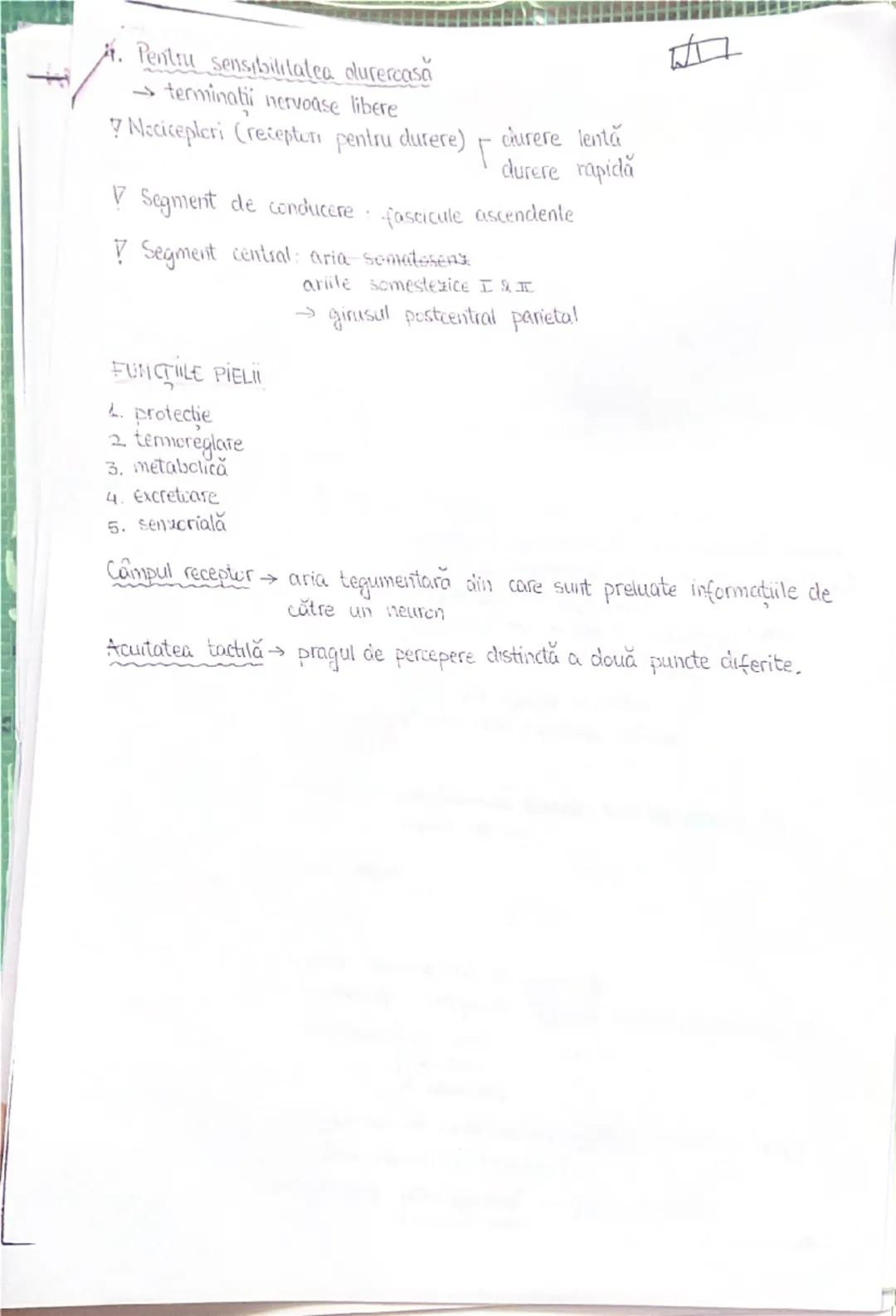 --- OCR Start ---
PLANURI SI RAPORTURI ANATOMICE
NTOPOGRAFIA ORGANELOR M
Axele corpului omenesc
superior (cranial)
posterior(dorsal)
ax long