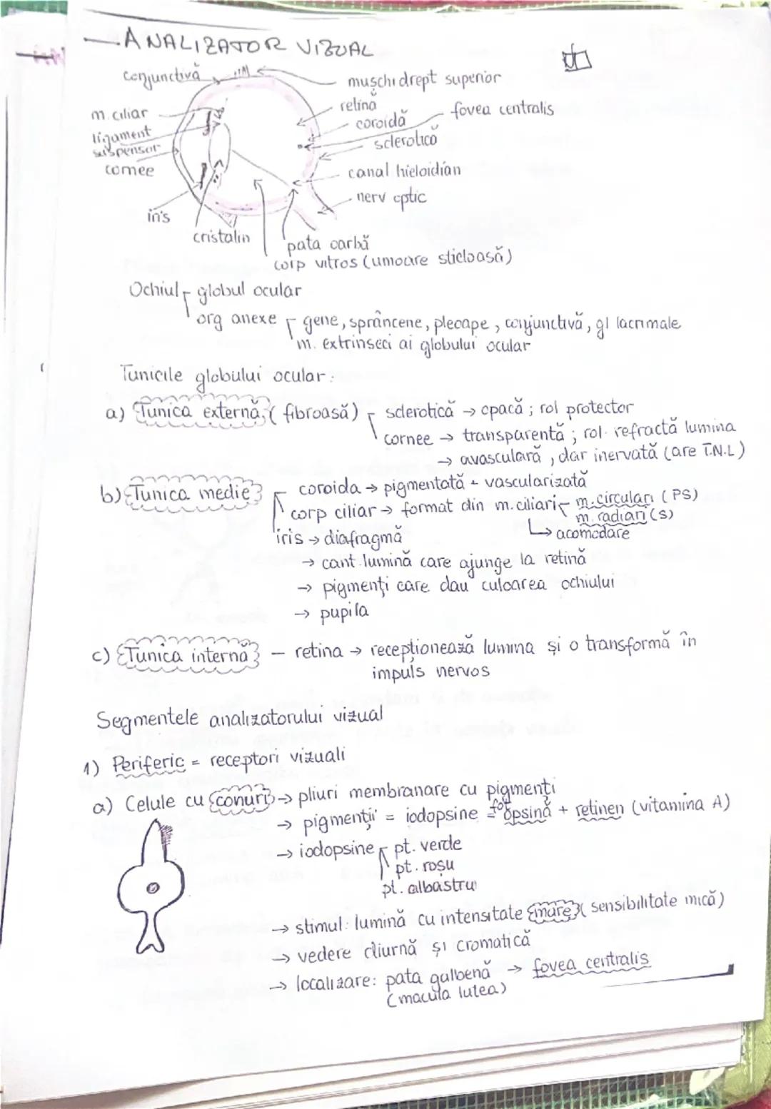 --- OCR Start ---
PLANURI SI RAPORTURI ANATOMICE
NTOPOGRAFIA ORGANELOR M
Axele corpului omenesc
superior (cranial)
posterior(dorsal)
ax long