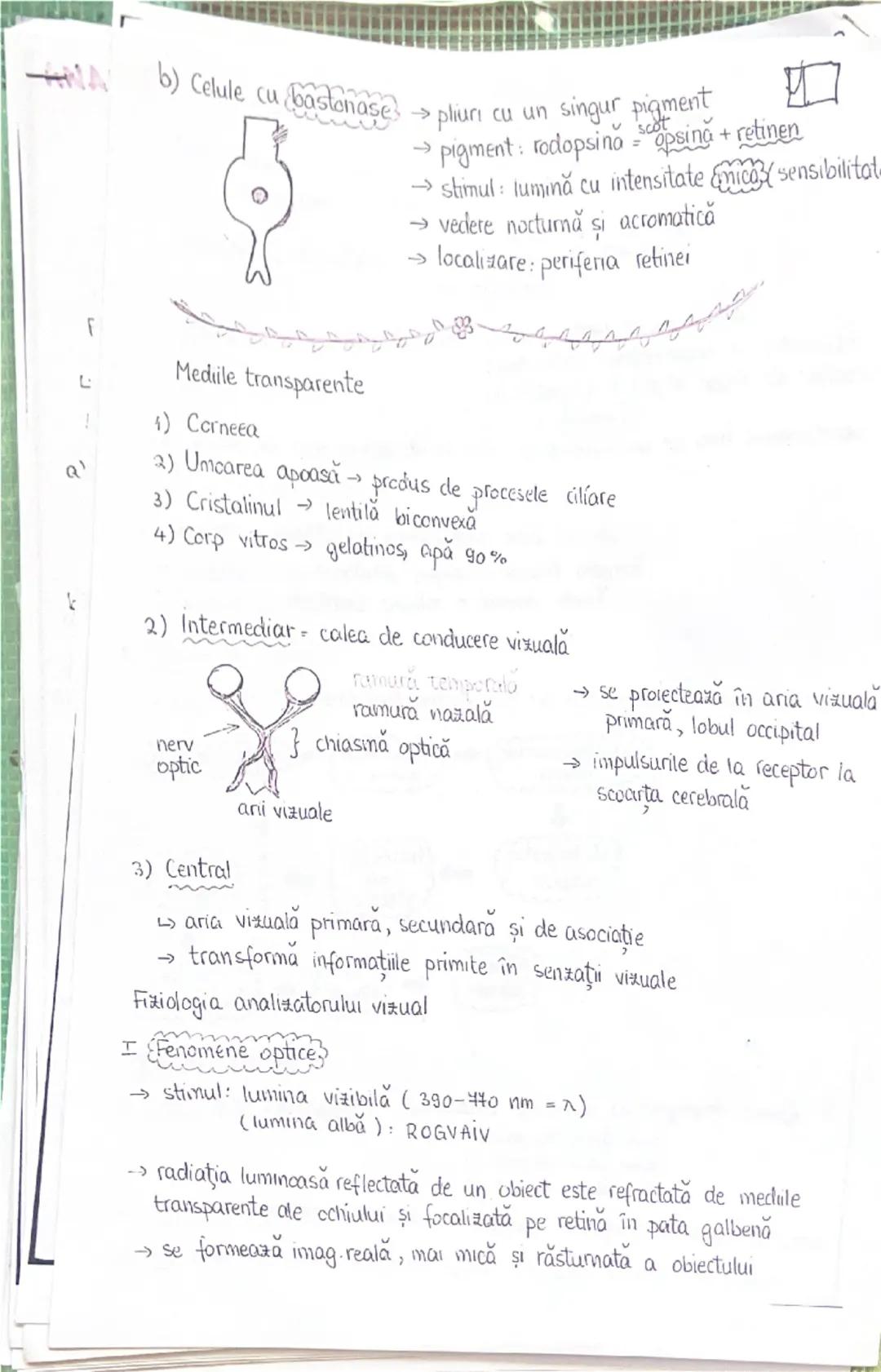 --- OCR Start ---
PLANURI SI RAPORTURI ANATOMICE
NTOPOGRAFIA ORGANELOR M
Axele corpului omenesc
superior (cranial)
posterior(dorsal)
ax long
