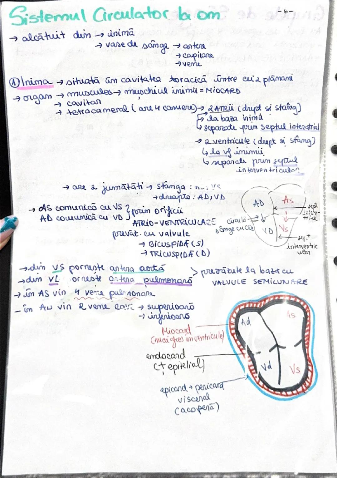 Sistemul Circulator la Om