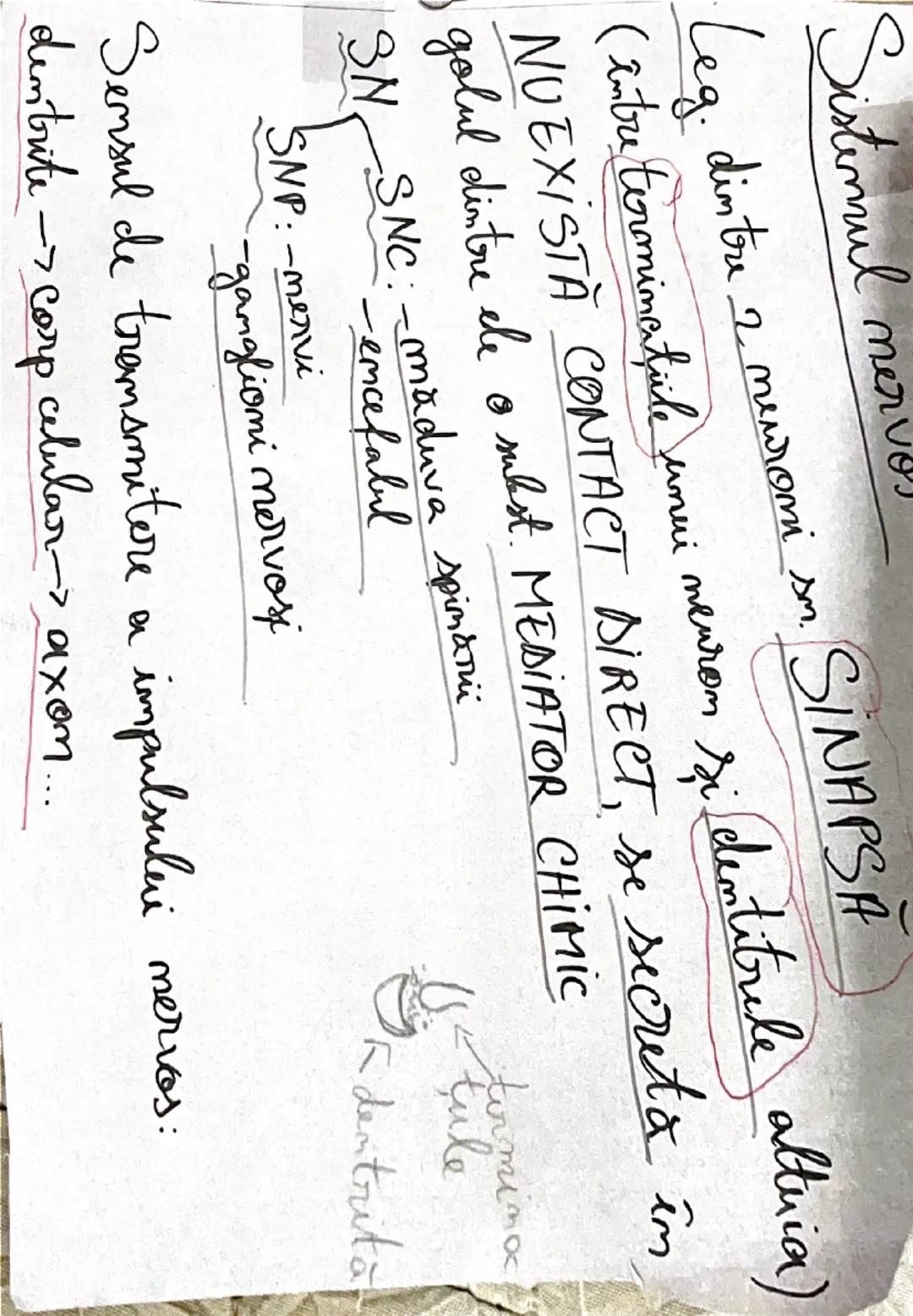 --- OCR Start ---
Maduva spinării
-Face parte din sistimul nervos central
-Este situato în camalul coloanei vertebrale (rezultat
srin suprap