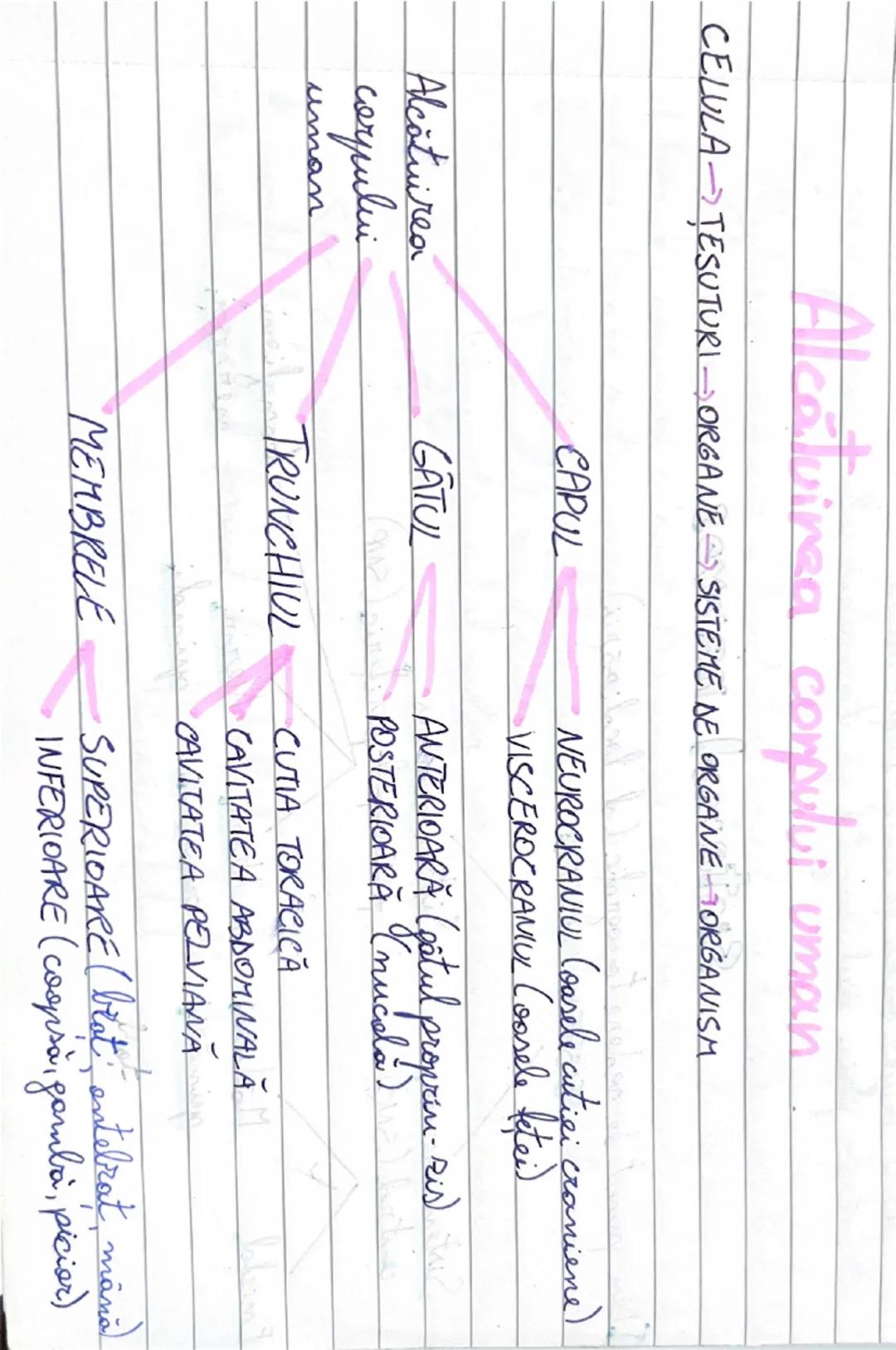 CAPUL
Alcătuirea
corpului
GATUL
Alcătuirea corpului uman
CELULA → ȚESUTURI → ORGANE → SISTEME DE ORGANE → ORGANISM
NEUROCRANIUL (oasele