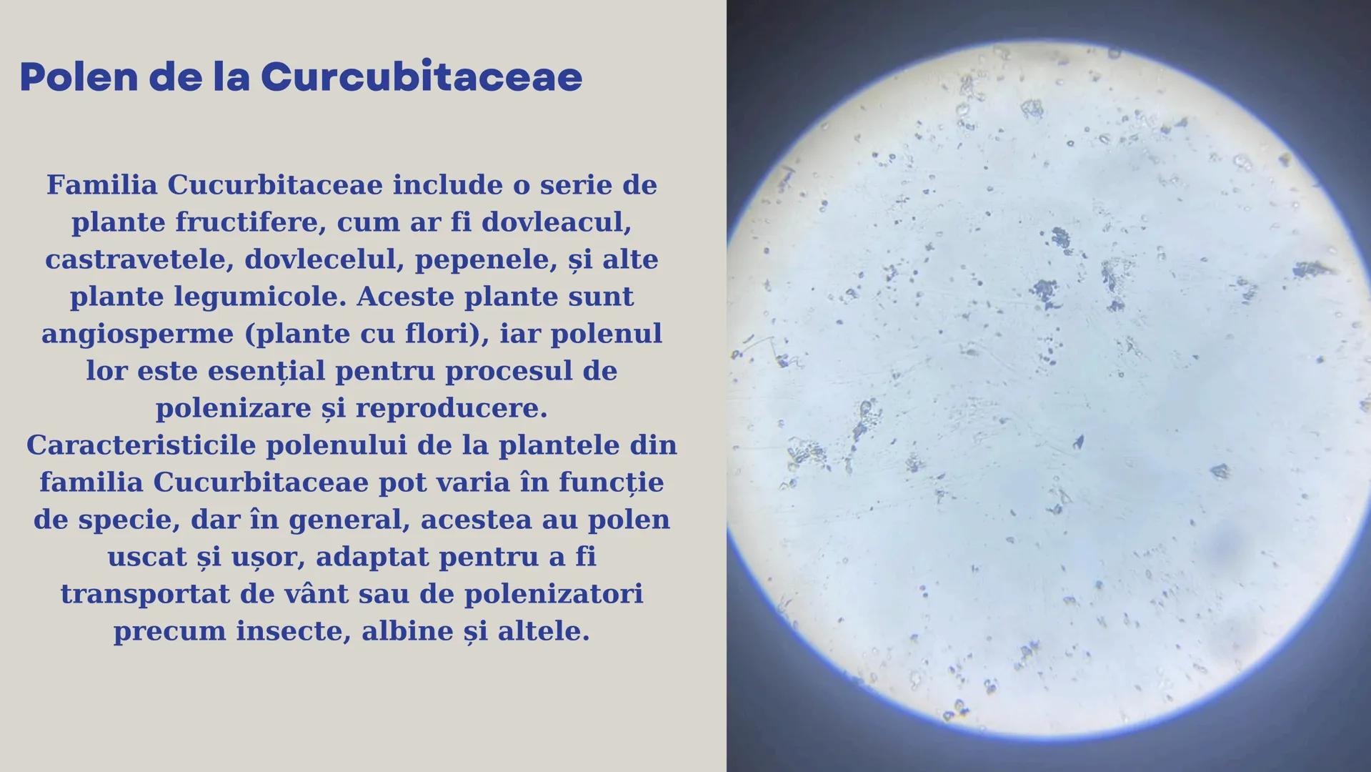 Lp - Țesuturi
vegetale si
animale # ȚESUTURI VEGETALE # Cromoplaste la
Rosa canina
Cromoplastele sunt organite celulare
specializate în pla