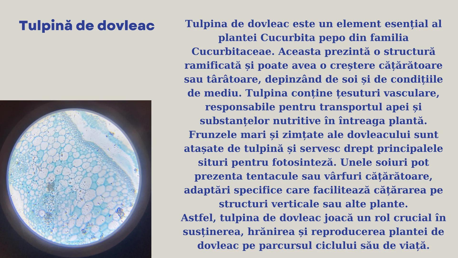 Lp - Țesuturi
vegetale si
animale # ȚESUTURI VEGETALE # Cromoplaste la
Rosa canina
Cromoplastele sunt organite celulare
specializate în pla
