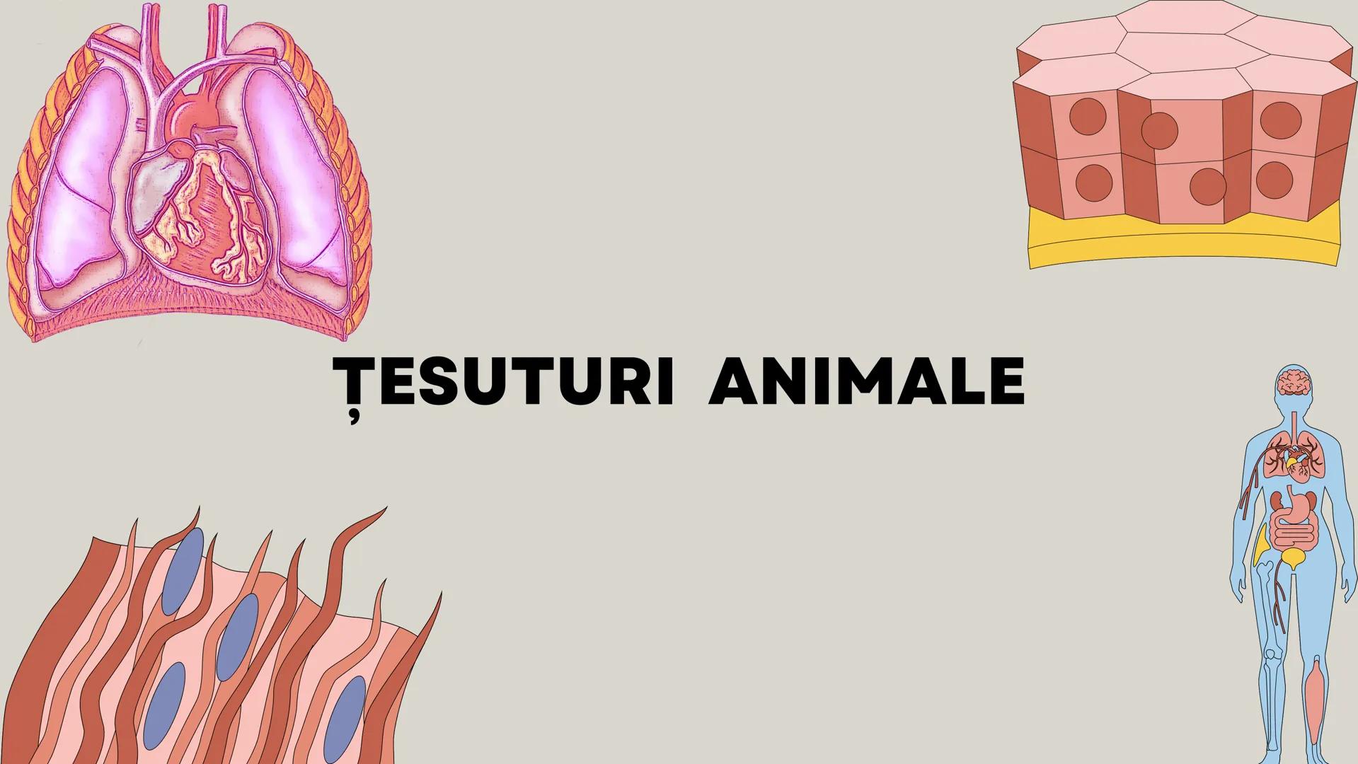 Lp - Țesuturi
vegetale si
animale # ȚESUTURI VEGETALE # Cromoplaste la
Rosa canina
Cromoplastele sunt organite celulare
specializate în pla