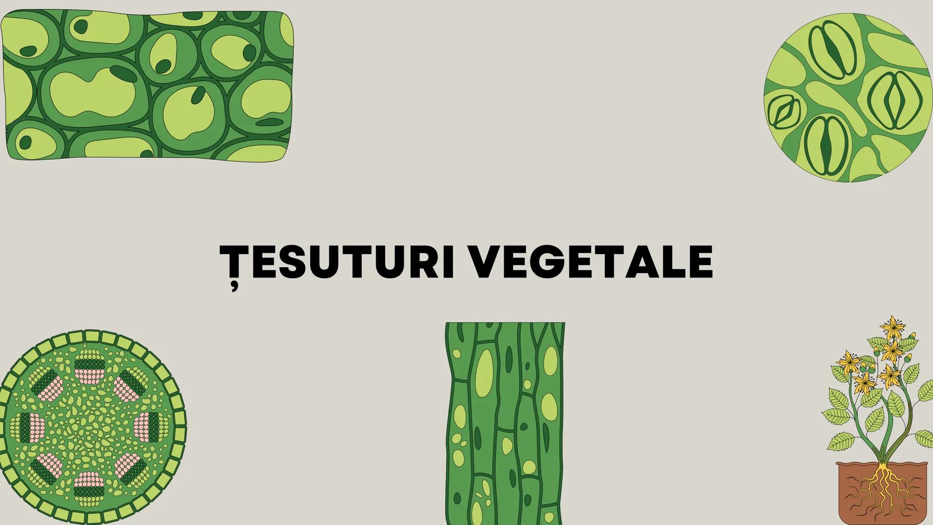 Lp - Țesuturi
vegetale si
animale # ȚESUTURI VEGETALE # Cromoplaste la
Rosa canina
Cromoplastele sunt organite celulare
specializate în pla