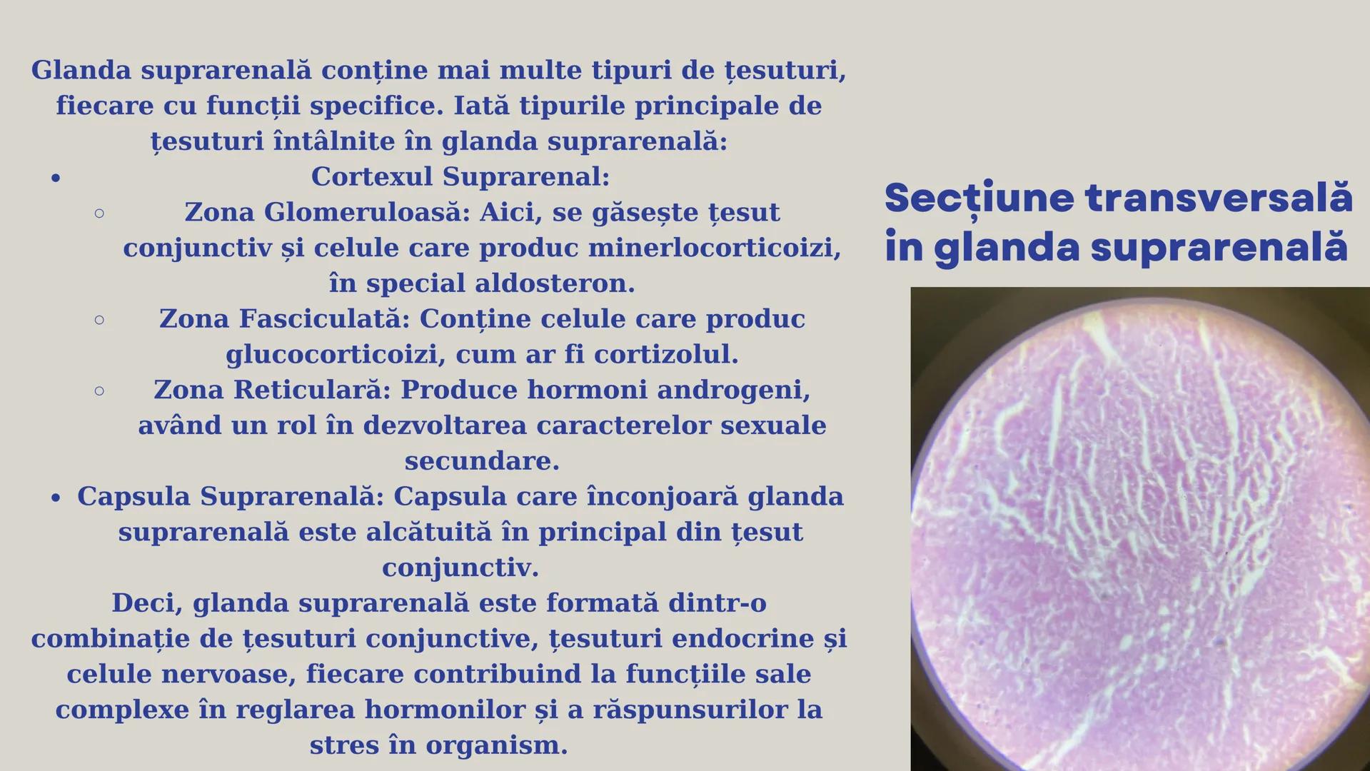 Lp - Țesuturi
vegetale si
animale # ȚESUTURI VEGETALE # Cromoplaste la
Rosa canina
Cromoplastele sunt organite celulare
specializate în pla