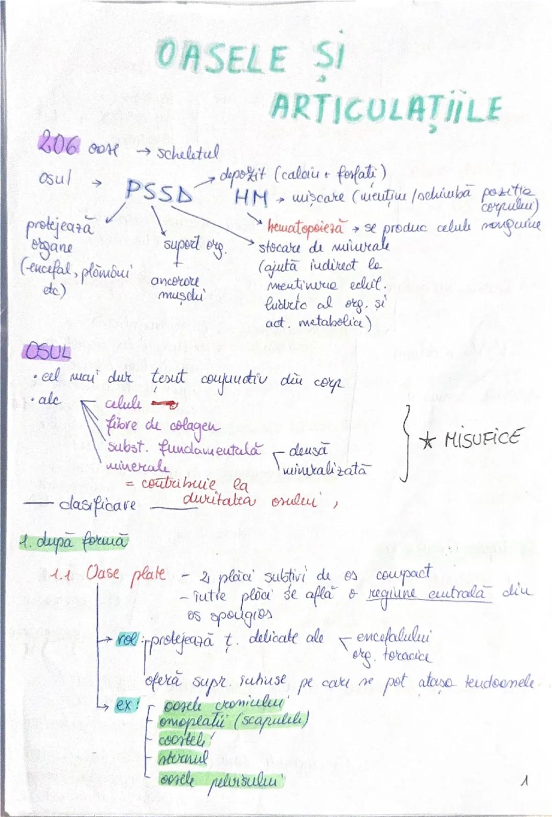 --- OCR Start ---
OASELE Sİ
206 one → scheletul
osul → PSS → depozit (calciu + fosfat)
protejează
organe
(encefal, plămâni
etc)
ARTICULAŢIIL