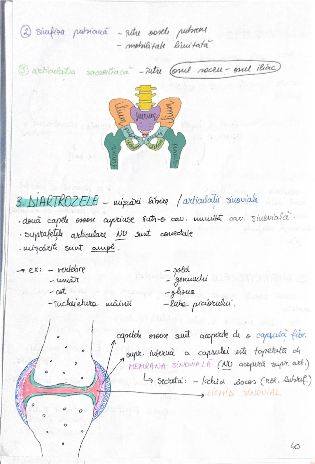 --- OCR Start ---
OASELE Sİ
206 one → scheletul
osul → PSS → depozit (calciu + fosfat)
protejează
organe
(encefal, plămâni
etc)
ARTICULAŢIIL
