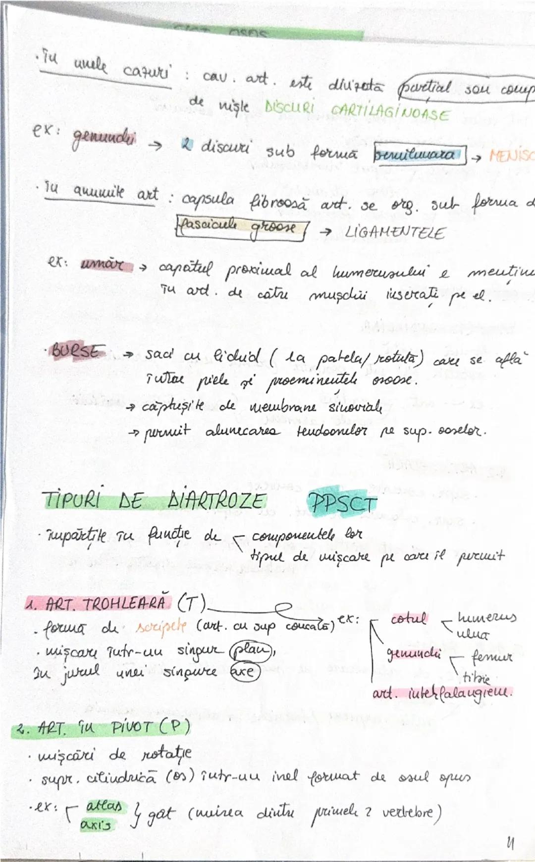 --- OCR Start ---
OASELE Sİ
206 one → scheletul
osul → PSS → depozit (calciu + fosfat)
protejează
organe
(encefal, plămâni
etc)
ARTICULAŢIIL