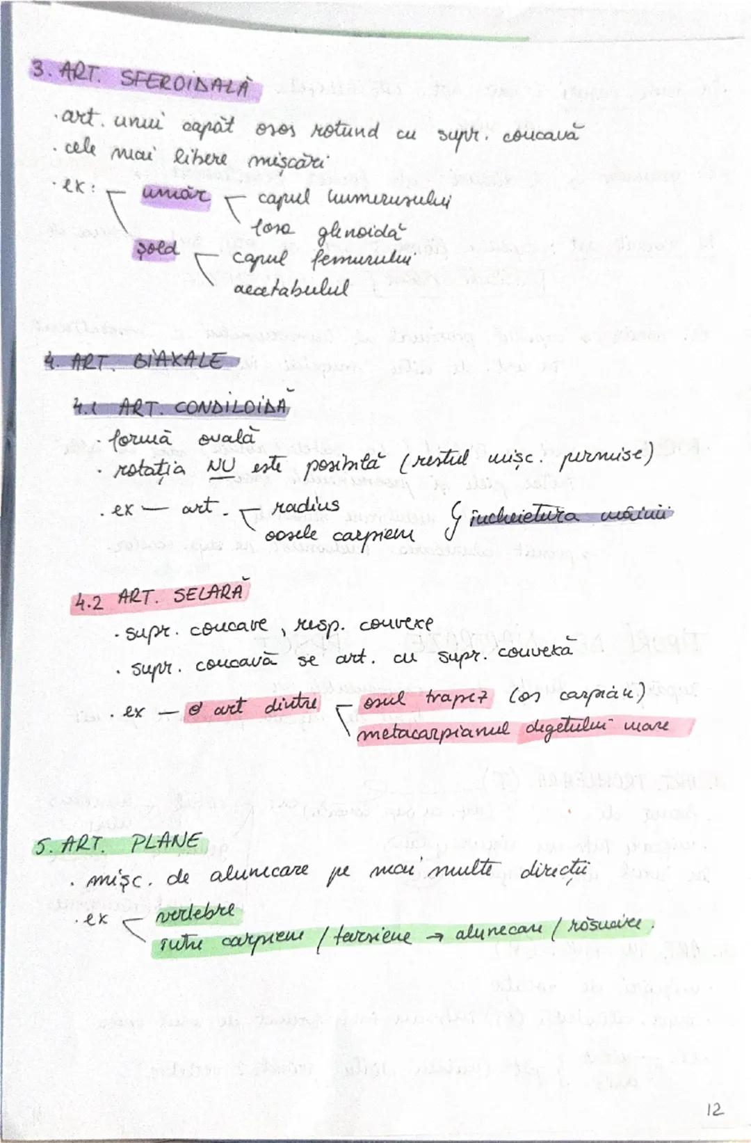 --- OCR Start ---
OASELE Sİ
206 one → scheletul
osul → PSS → depozit (calciu + fosfat)
protejează
organe
(encefal, plămâni
etc)
ARTICULAŢIIL