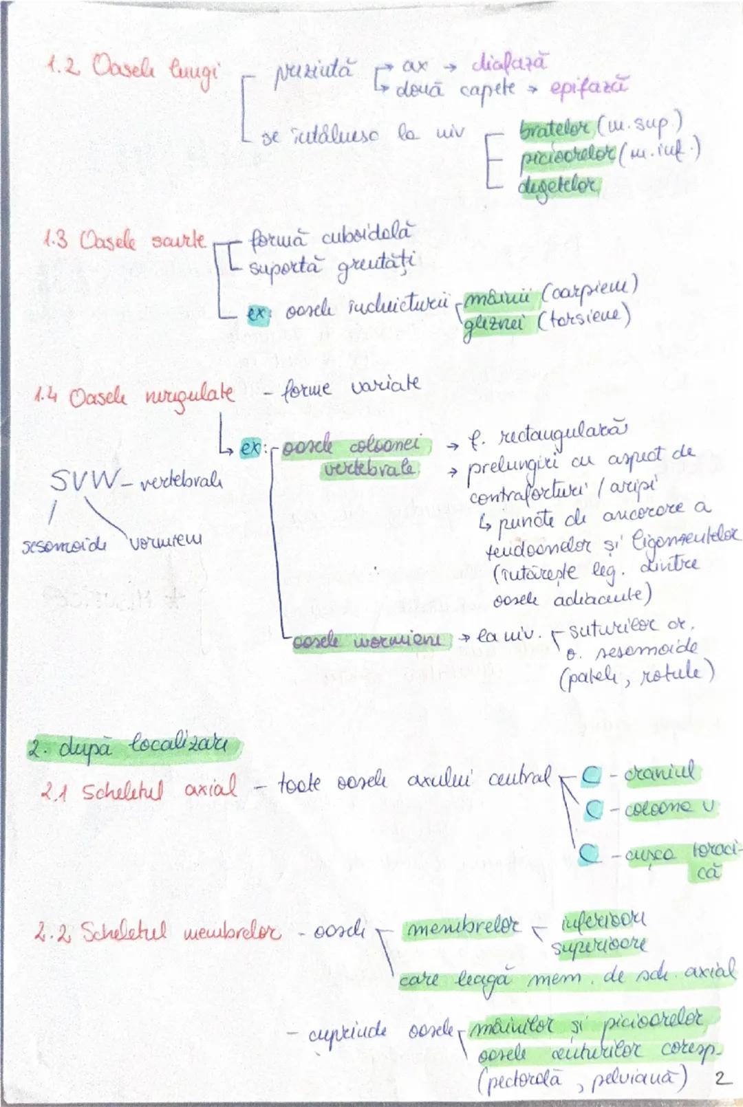 --- OCR Start ---
OASELE Sİ
206 one → scheletul
osul → PSS → depozit (calciu + fosfat)
protejează
organe
(encefal, plămâni
etc)
ARTICULAŢIIL