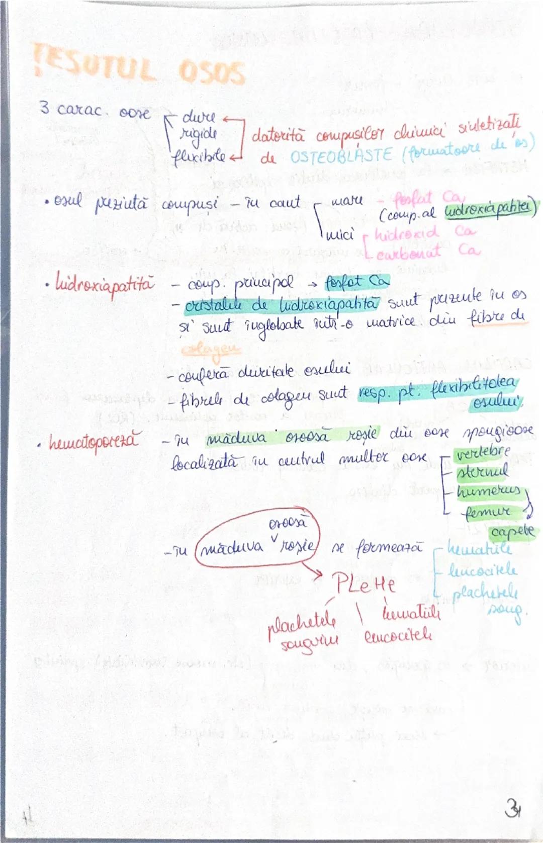 --- OCR Start ---
OASELE Sİ
206 one → scheletul
osul → PSS → depozit (calciu + fosfat)
protejează
organe
(encefal, plămâni
etc)
ARTICULAŢIIL