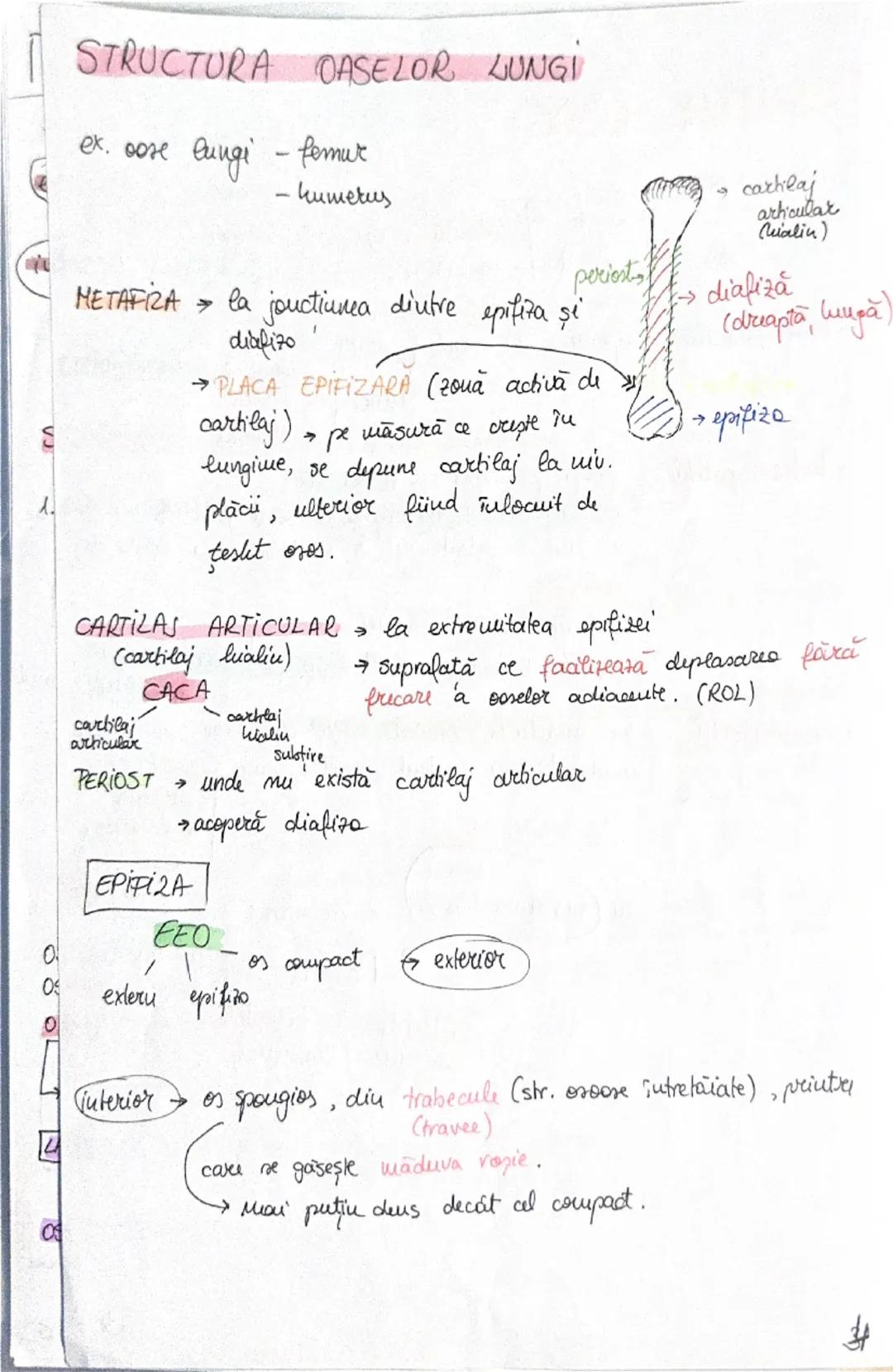 --- OCR Start ---
OASELE Sİ
206 one → scheletul
osul → PSS → depozit (calciu + fosfat)
protejează
organe
(encefal, plămâni
etc)
ARTICULAŢIIL