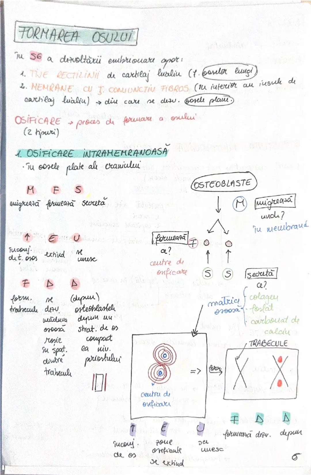 --- OCR Start ---
OASELE Sİ
206 one → scheletul
osul → PSS → depozit (calciu + fosfat)
protejează
organe
(encefal, plămâni
etc)
ARTICULAŢIIL