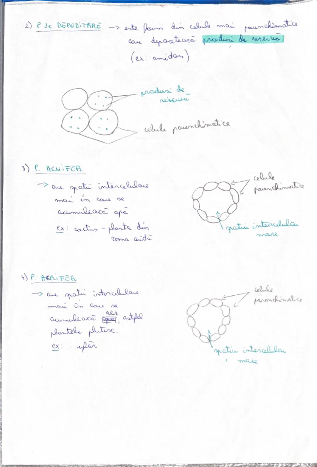 # Tesuturile
tesut = a grupare de celule de acelasi fel care au aceeasi formă,
structură si functie
A) TESUTURI
VEGETALE
1) MERISTEMATICE