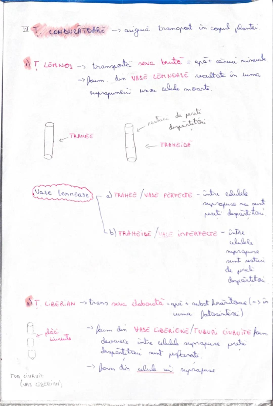 # Tesuturile
tesut = a grupare de celule de acelasi fel care au aceeasi formă,
structură si functie
A) TESUTURI
VEGETALE
1) MERISTEMATICE